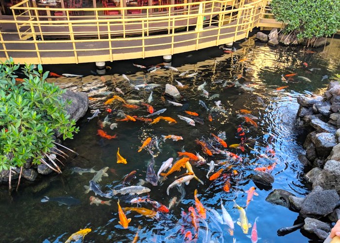 A favorite among locals- the peaceful koi pond at Fashion Island