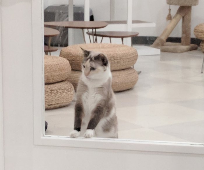 Tinker's Cat Cafe Is The First Of Its Kind In Utah And You'll Want To Visit