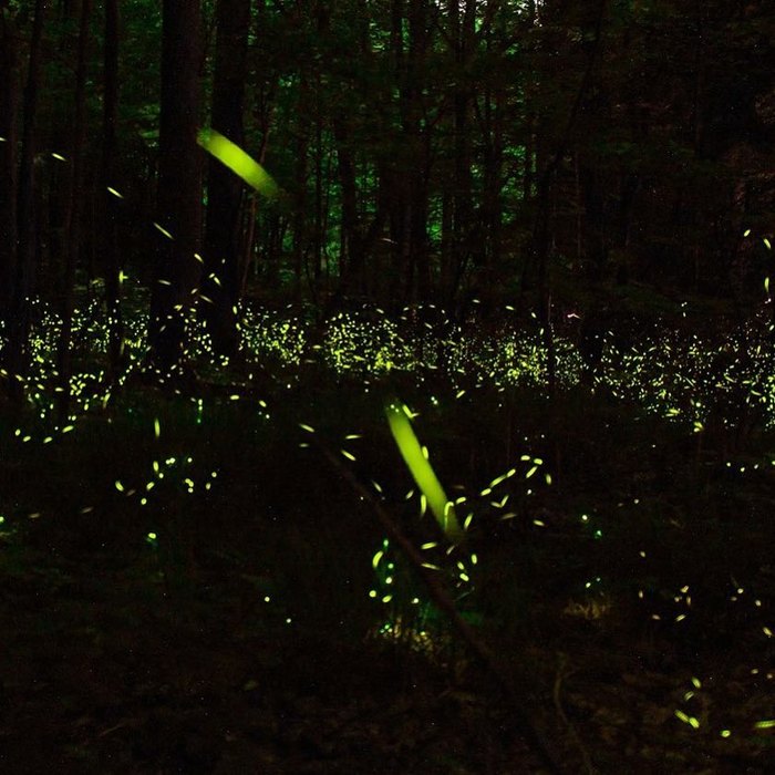 This Firefly Phenomenon In Tennessee Will Enchant You In The Best Way