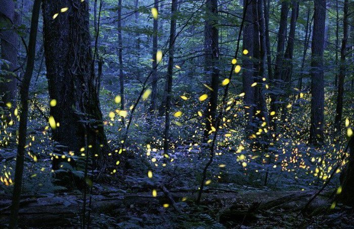 This Firefly Phenomenon In Tennessee Will Enchant You In The Best Way ...