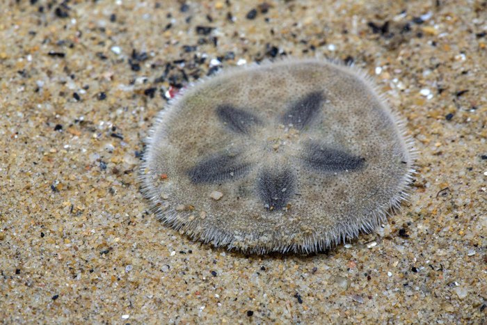 Explore The Best Beach In Maine For Sand Dollars And Much More