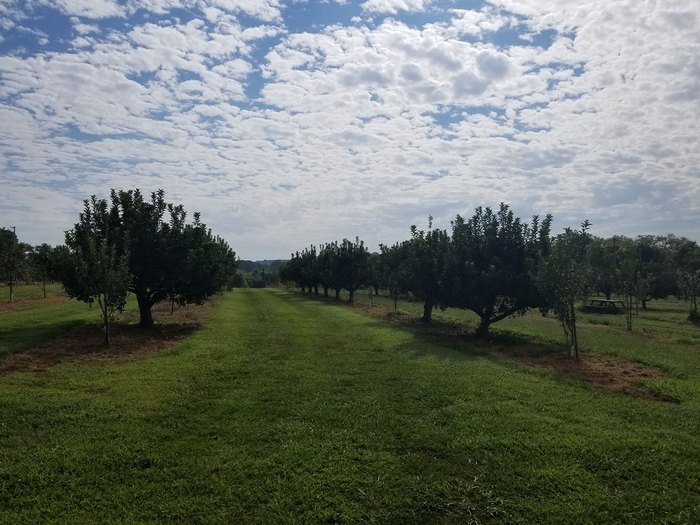 Morning Glory Orchard Is Best Fruit Orchard In You Can Visit In Tennessee