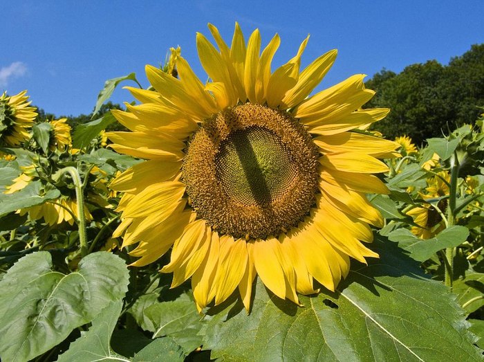 Connecticut Comes Alive With Color At The Buttonwood Farm Sunflower