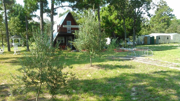 Olive Grove: Hidden Olive Orchard In Florida