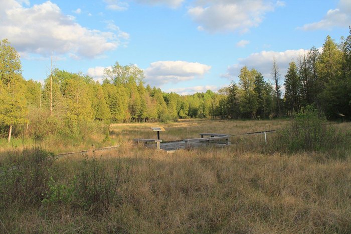 The Best Bog Trail In Ohio: Cedar Bog Nature Preserve