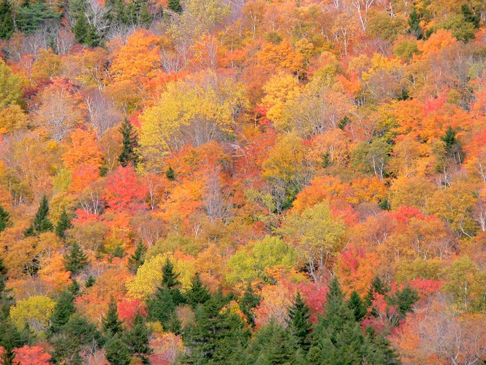 Here Are The 9 Best Places For A Bird’s-Eye View Of Maine's Fall Foliage