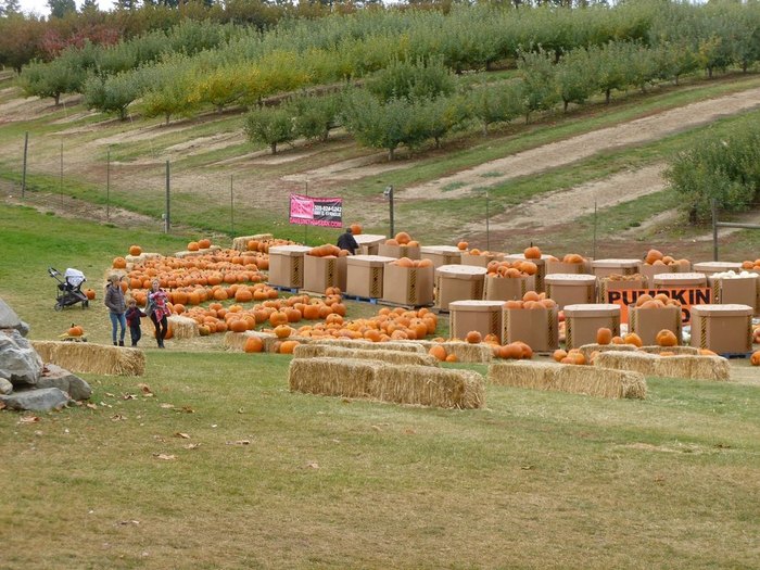 7 Welcoming Washington Farms To Visit For a Picture-Perfect Fall Day