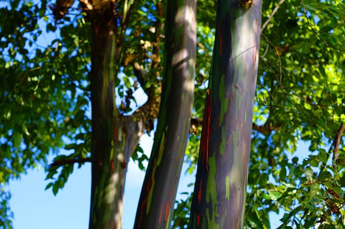 The Rainbow Trees in Hawaii You Need To See To Believe