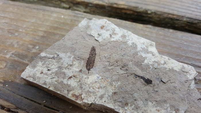 You'll Love Searching For Fossils At Florissant Fossil Quarry In Colorado