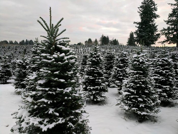 Get Your Christmas Tree From One Of These Tree Farms In Oregon
