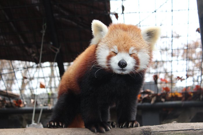 Red Panda • Brandywine Zoo