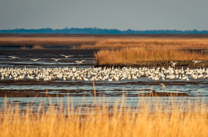 Bombay Hook Wildlife Refuge Is Delaware's Natural Treausre