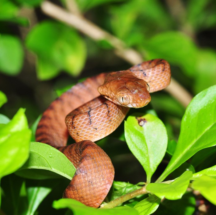 11 Out-Of-Place Animals In Hawaii You'll Want To Avoid 11 Out-Of-Place Animals In Hawaii You'll Want To Avoid