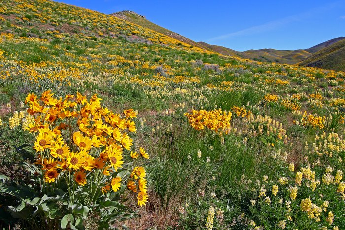 Idaho Wildflower Mix | Wildflower Seeds