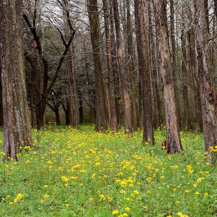 LSU Garden News: Cherry trees are showstoppers in the landscape