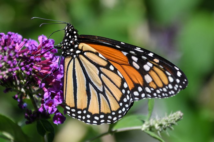 See The Beautiful Butterfly Forest In Iowa At Bellevue State Park