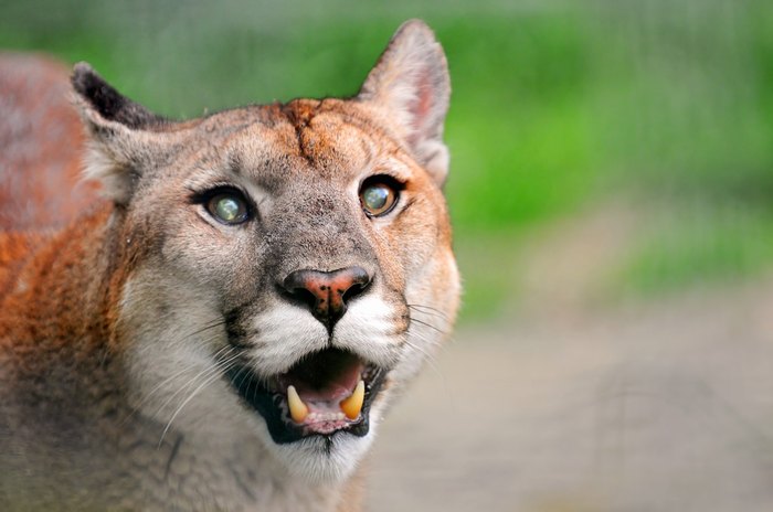 Endangered New Jersey: Is That a Mountain Lion I See Wandering New