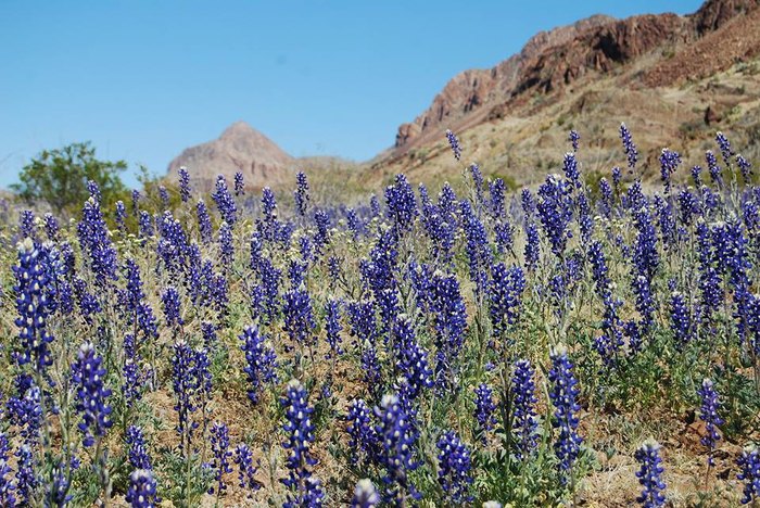 The 8 Best Places To See Bluebonnets In Texas In 2019