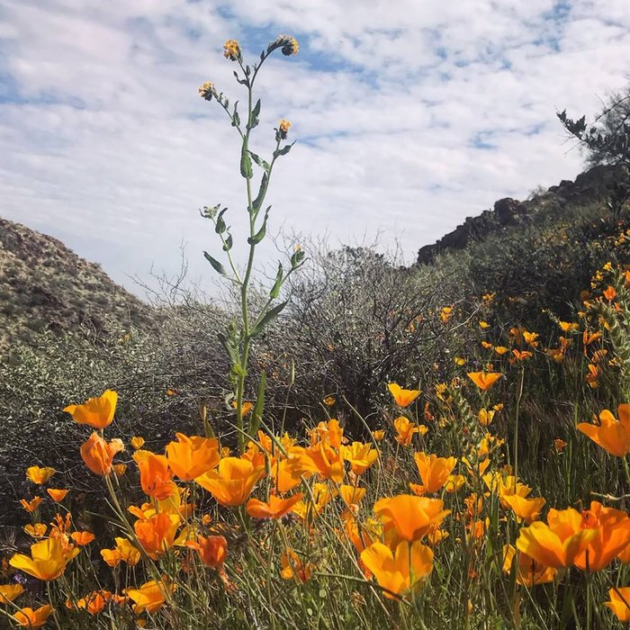 Take A Road Trip To See Stunning Arizona Poppies