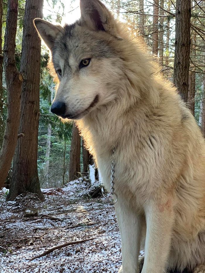 This Wolf Encounter In Washington Is A OnceInALifetime Experience