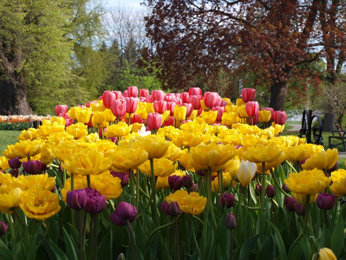 This New York Tulip Festival Has Over 140,000 Flowers