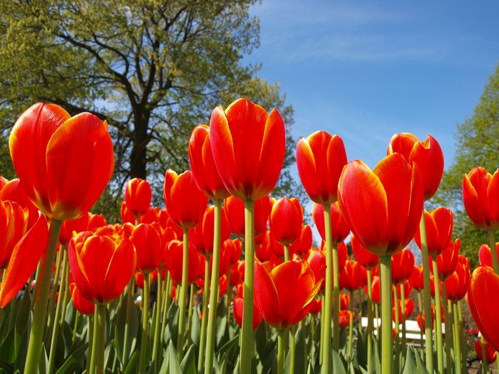 This New York Tulip Festival Has Over 140,000 Flowers