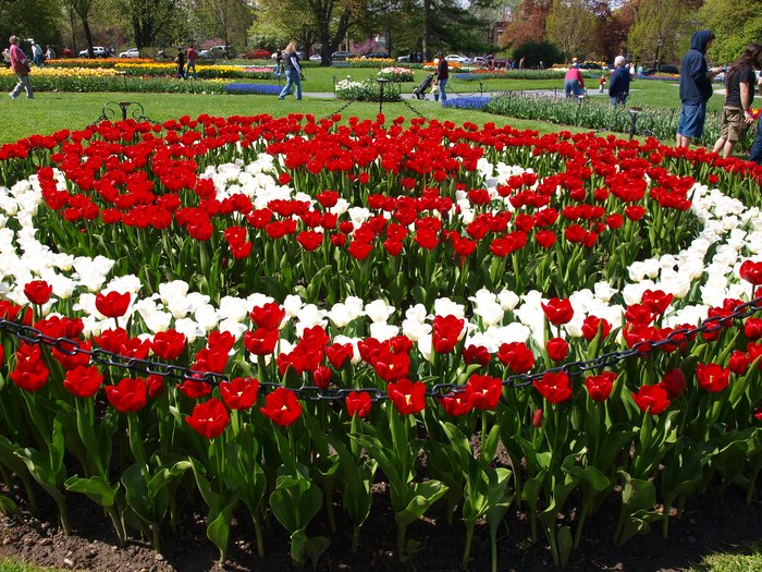 This New York Tulip Festival Has Over 140,000 Flowers