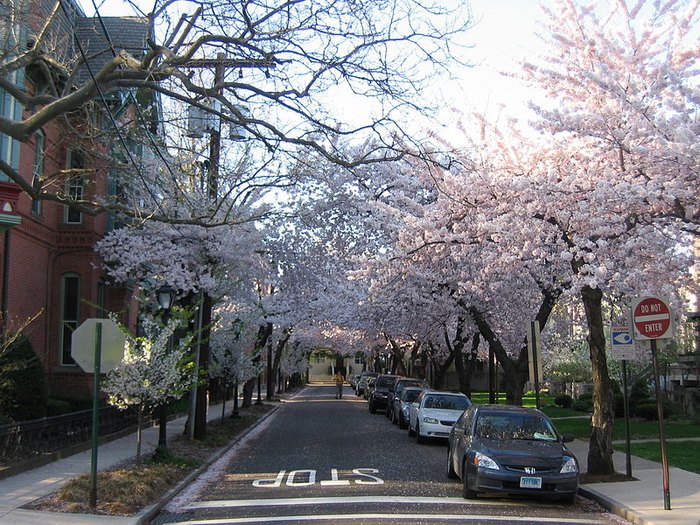 Connecticut Is One Of The World's Best Places To See Cherry Blossoms
