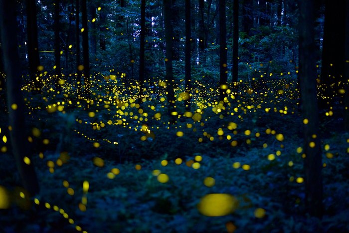 Here’s Where And When To See Millions Of Fireflies This Spring