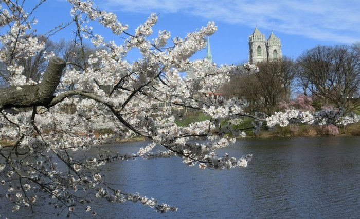 New Jersey's cherry blossoms coming early this year