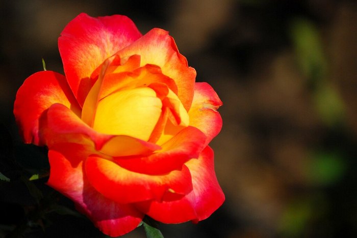 This Rose Garden Is The Best Garden Hike Near Cleveland