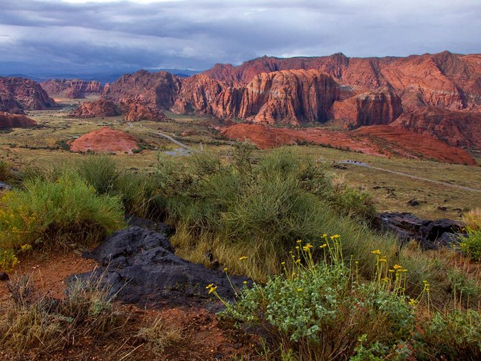 plants of southern utah