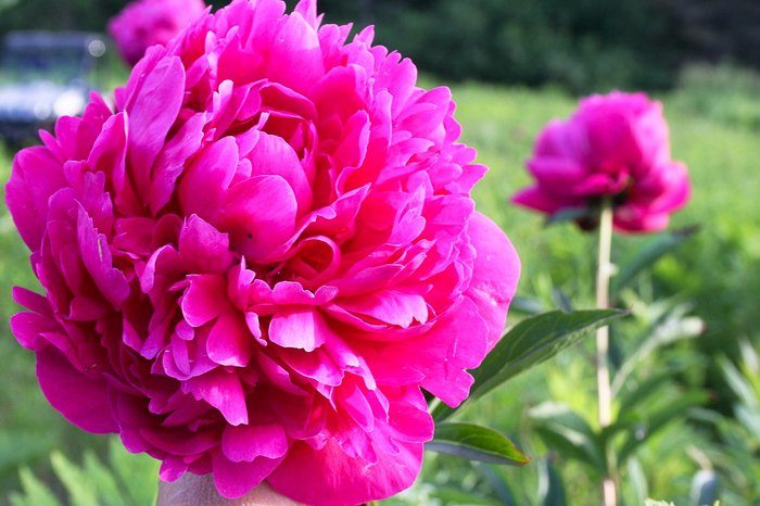 You'll Want To Visit Countryman Peony Farm In Vermont This Spring