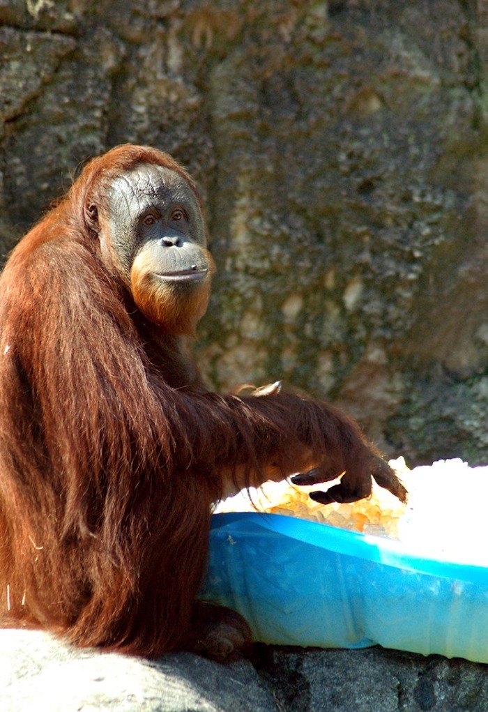 Orangutan at Louisville Zoo Asking to See What's Inside Visitor's Purse Is  Priceless - PetHelpful News