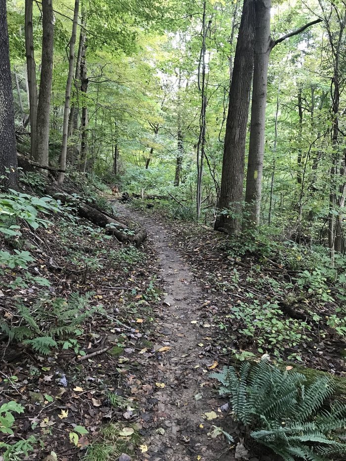 Hollow Oak Loop Trail In Pittsburgh Is An Adventure Lover's Dream