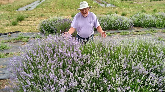 Visit This Small Town Lavender Farm In Kansas