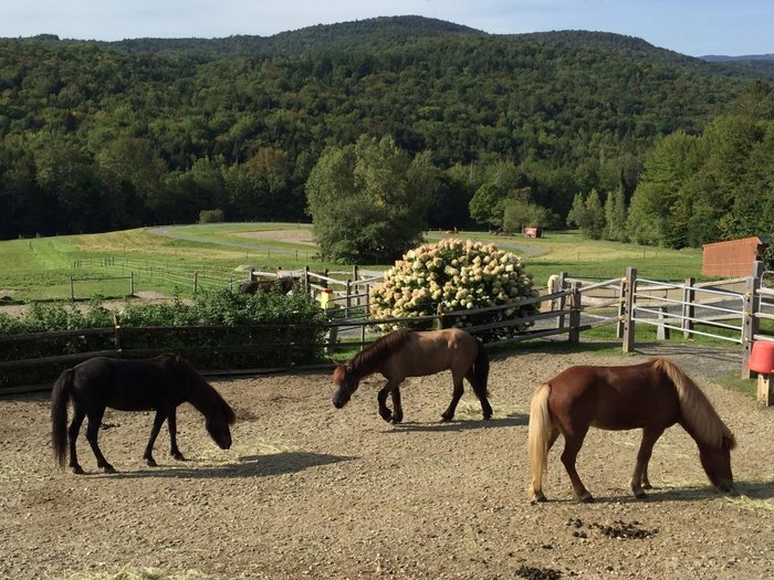 Go Horseback Riding In Vermont With Icelandic Horses At This Farm