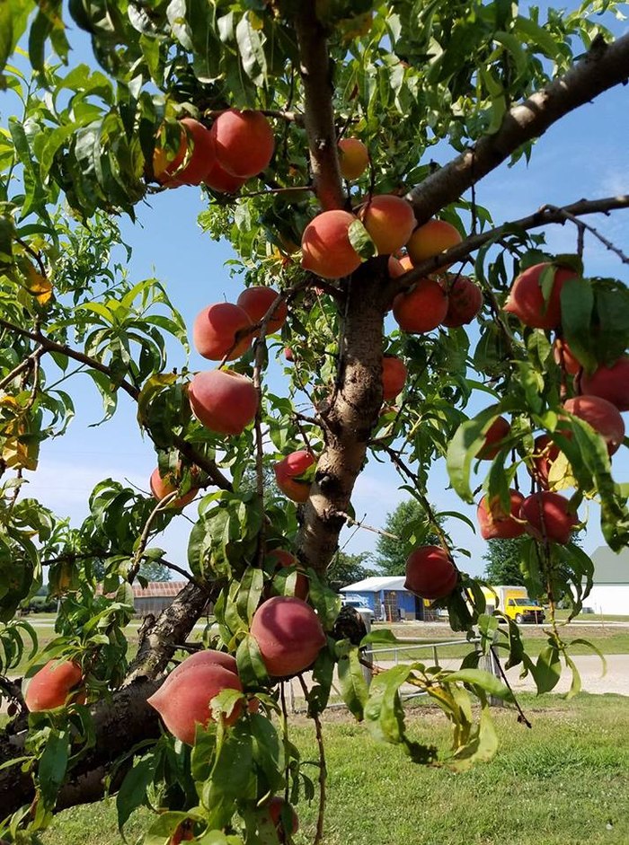 The Charming Porter Peach Festival In Oklahoma Is The Perfect Answer To
