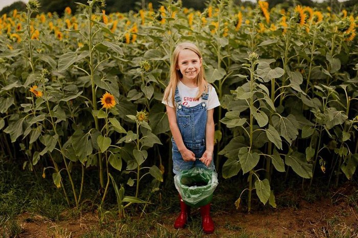 Pick Your Own Sunflowers At Wild Berry Farm In Texas