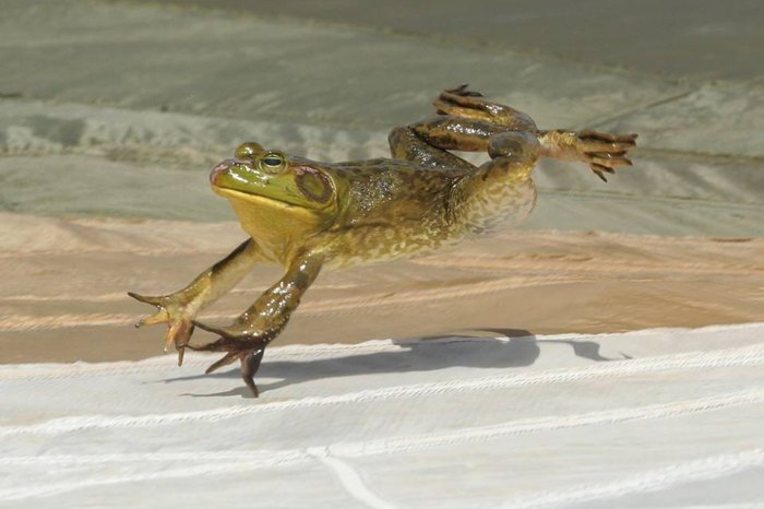frog jumping competition