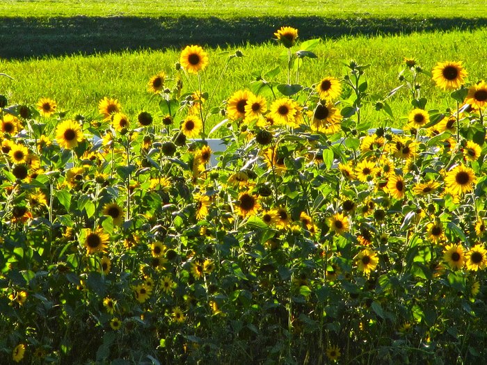 Mayville Sunflower Festival Is Brightest Summer Festival In Michigan