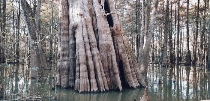 Sky Lake In Mississippi Is Home To Some Of The World's Oldest Trees