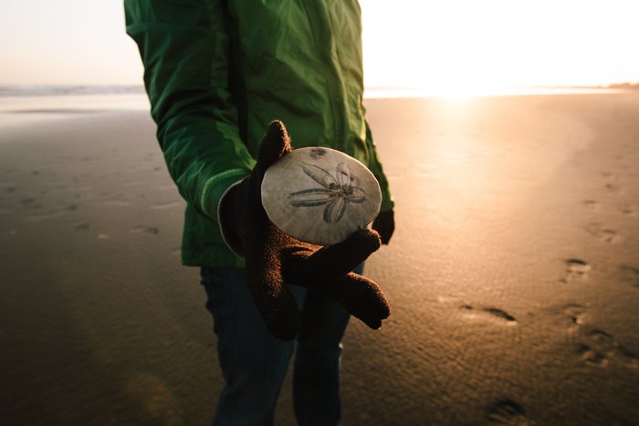 Long Sands Beach: The Best Beach in Maine for Sand Dollars