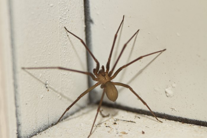 This Creature Can Feast on Black Widows and We Now Know How