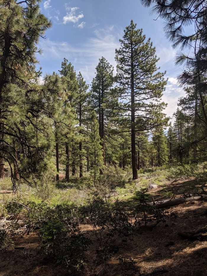 This 4-Mile Forest Hike In Nevada Is Simply Enchanting