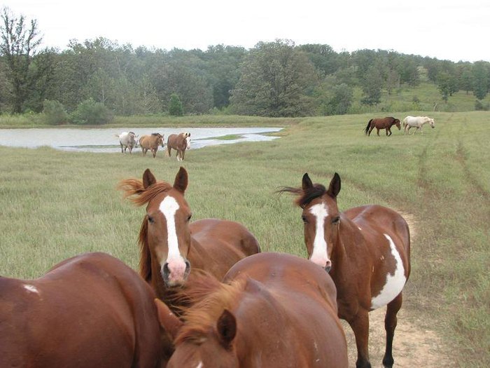 Go Camping With Horseback Riding In Kentucky At This Scenic Spot