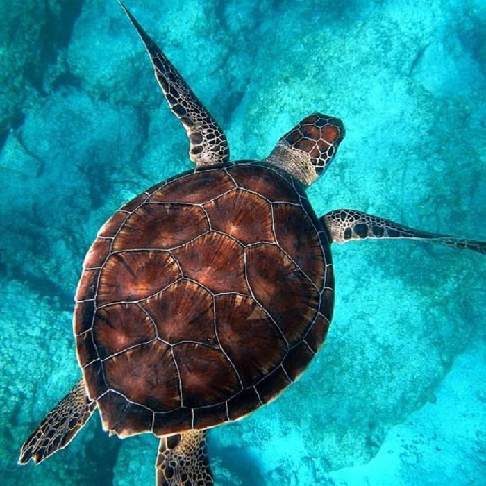 This Turtle Snorkeling Tour Is One Of The Most Epic Adventure's You’ll ...