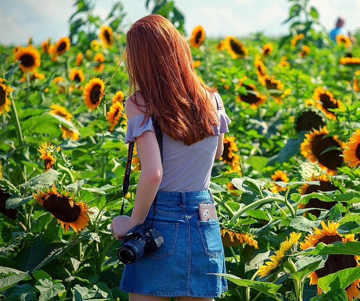 Don't Miss The Sunflower Festival At Lee Farms In Oregon