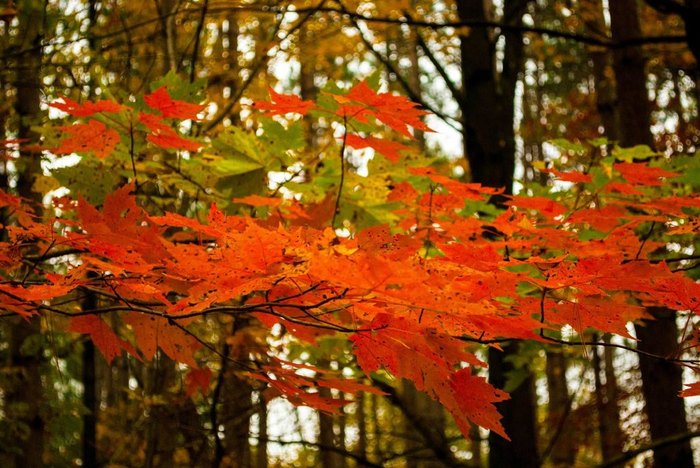 Visit Pine Creek Gorge For Some Of The Best Leaf Peeping In Pennsylvania