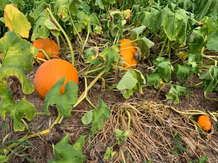 Find Over 25 Acres Of Pumpkins At Riverbend Farm In North Carolina